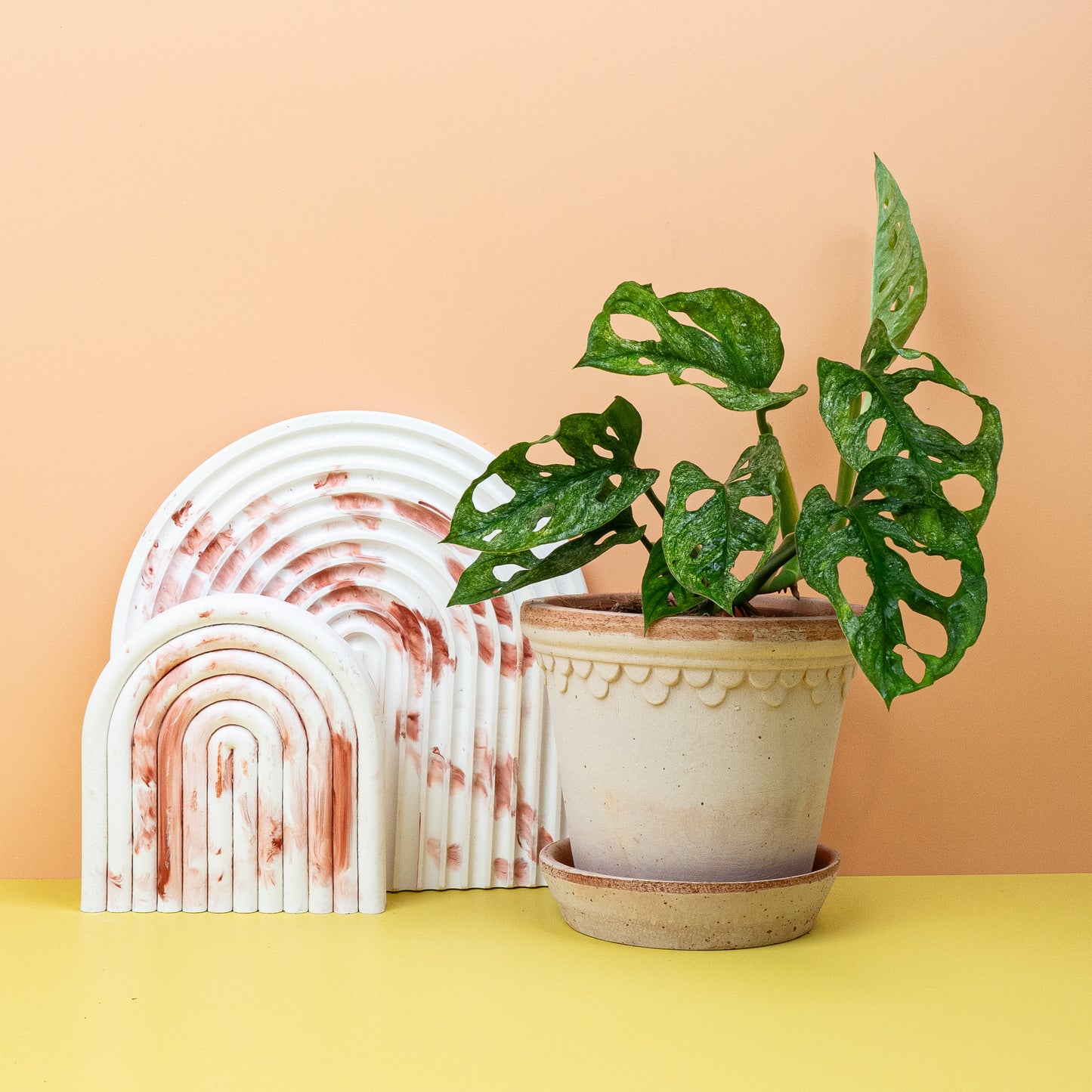 MONSTERA ADANSONII VARIEGATA MINT online bestellen bei potflourri