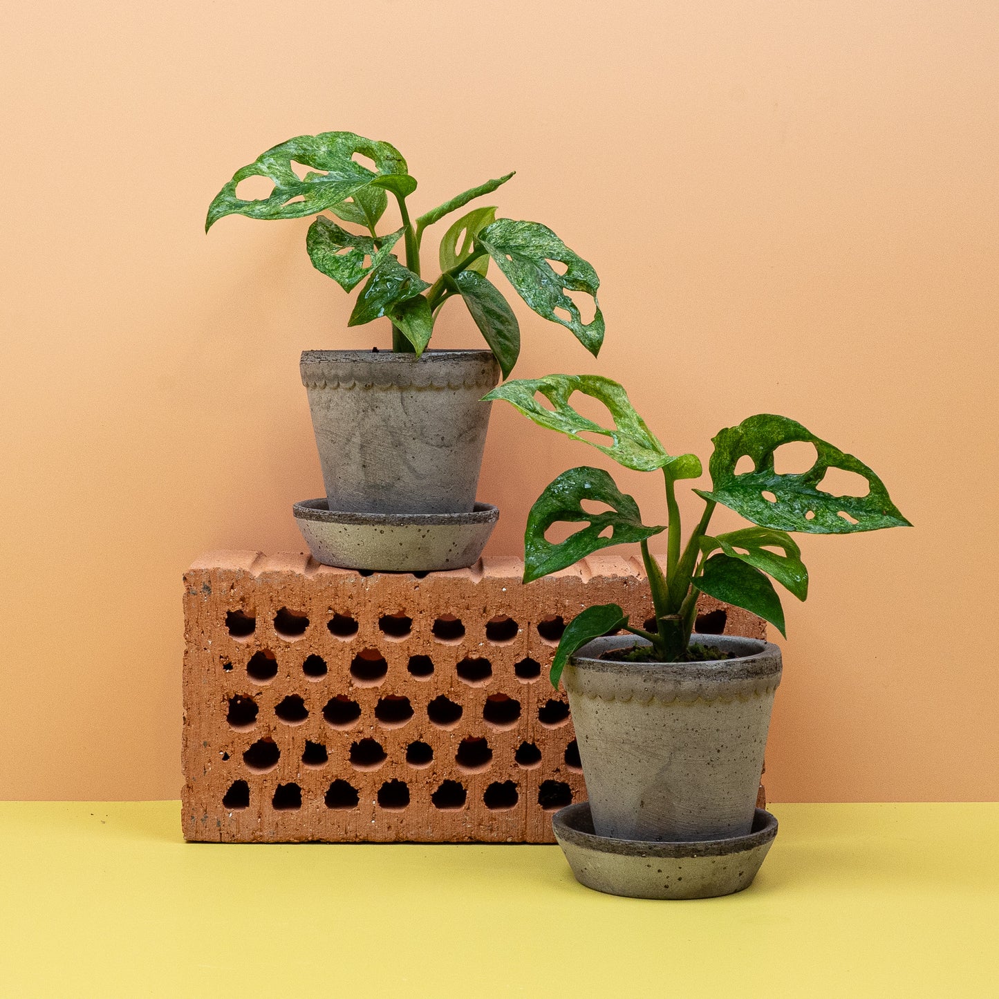 Monstera Adansonii Variegata Mint, seltene Monstera – potflourri