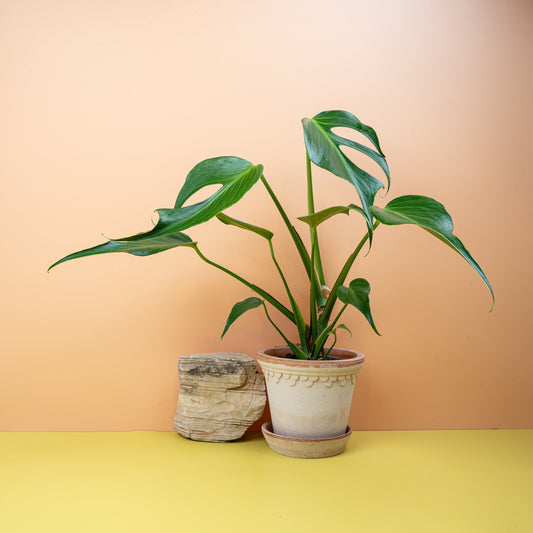 Monstera Burle Marx Flame, markante Fenestrationen – potflourri