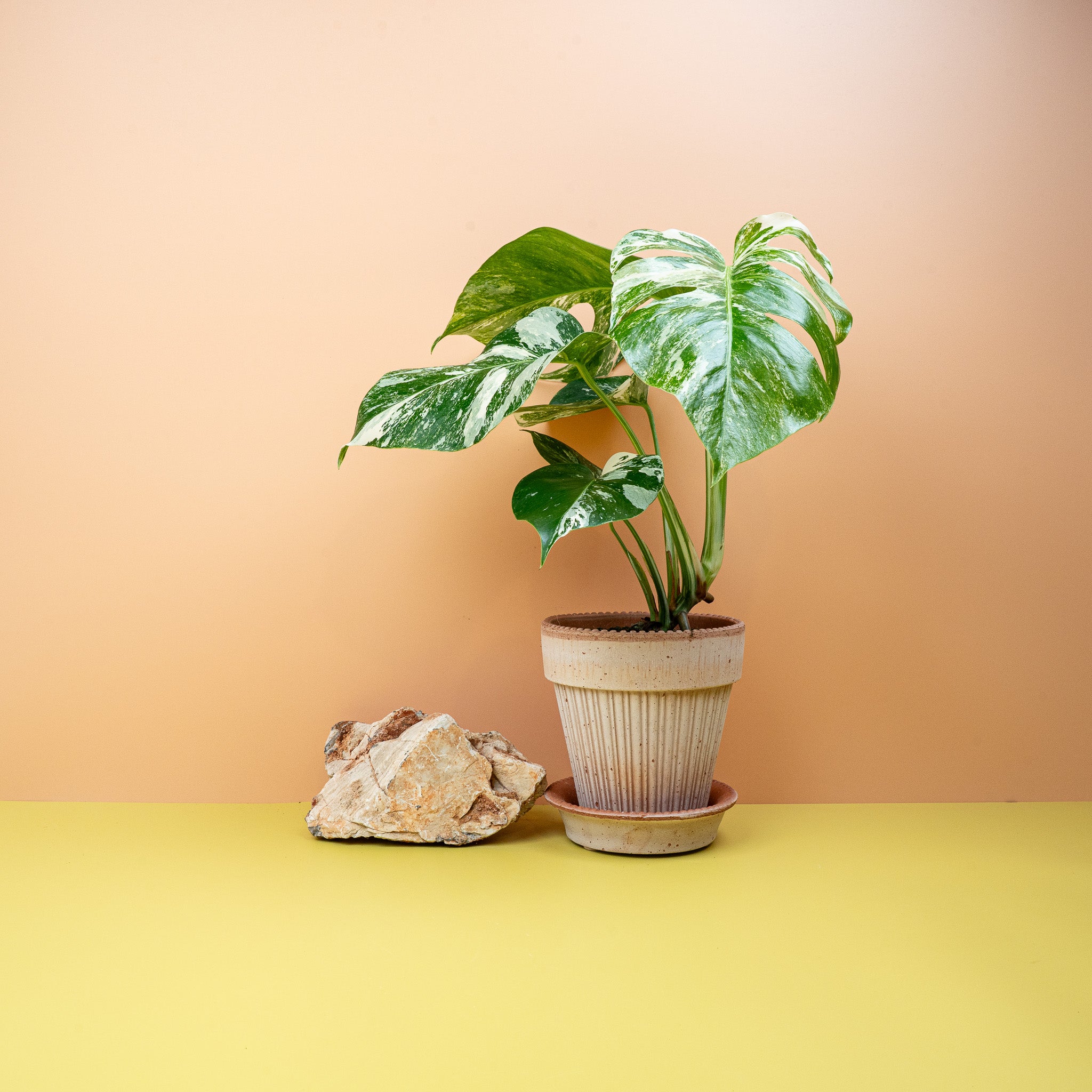 MONSTERA DELICIOSA VARIEGATA online kaufen bei potflourri