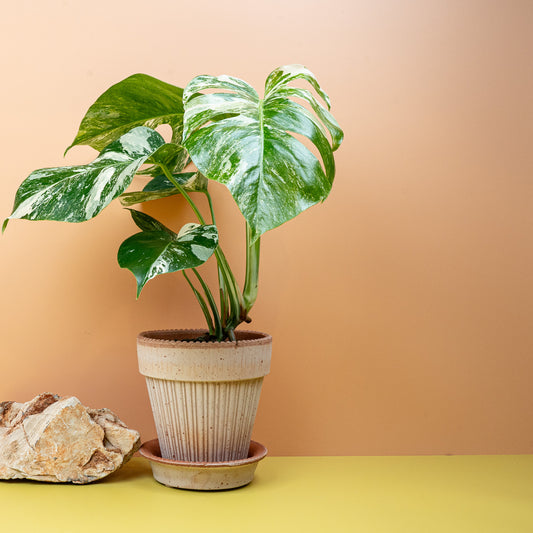 Monstera Deliciosa Variegata – Zimmerpflanze mit cremefarbener Panaschierung – potflourri