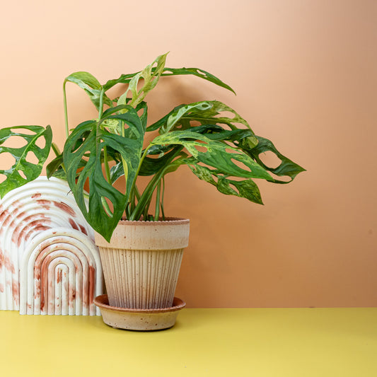 MONSTERA INDONESIAN MARBLE online bestellen bei potflourri
