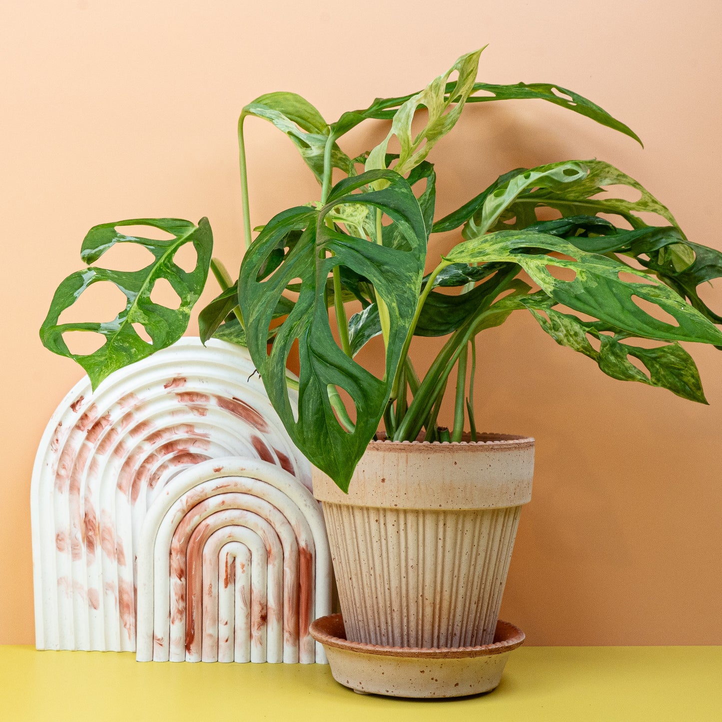 MONSTERA INDONESIAN MARBLE online bestellen bei potflourri