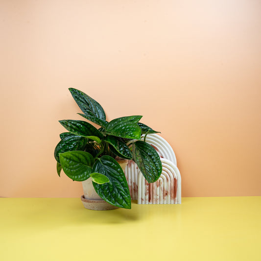 MONSTERA KARSTENANIUM online bestellen bei potflourri