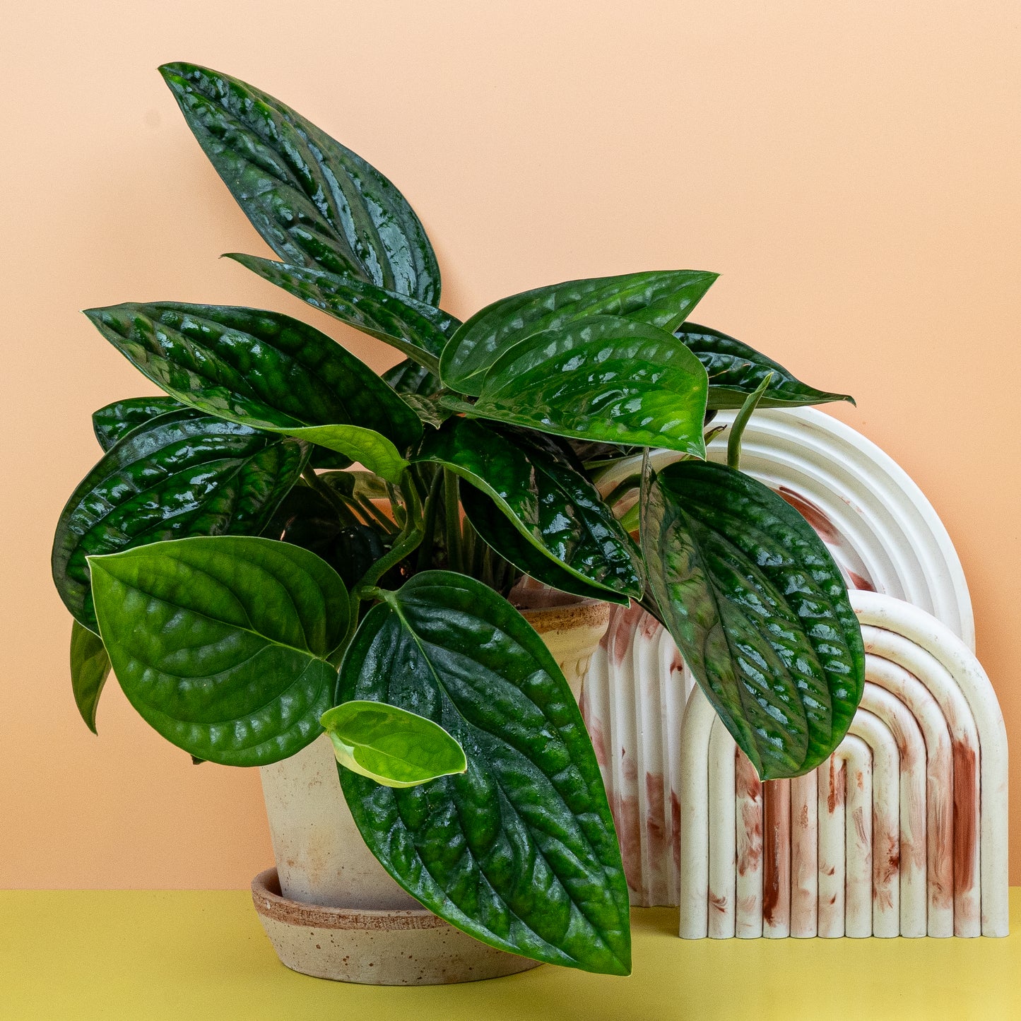 MONSTERA KARSTENANIUM online bestellen bei potflourri