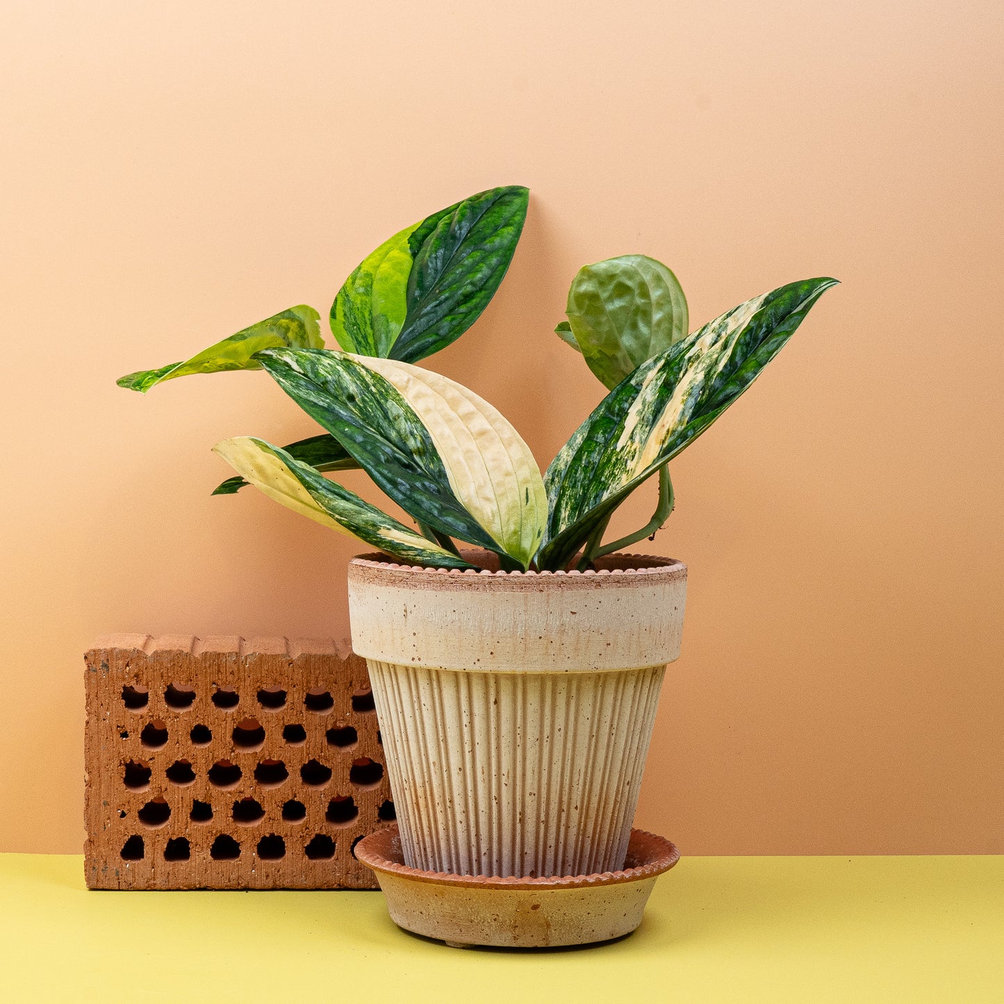 MONSTERA KARSTENIANUM VARIEGATA online bestellen bei potflourri