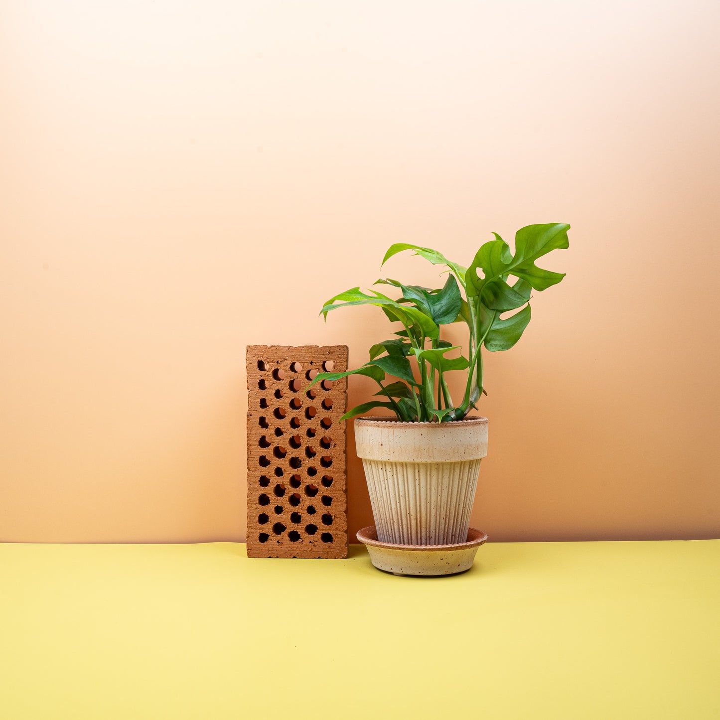 MONSTERA MINIMA online bestellen bei potflourri