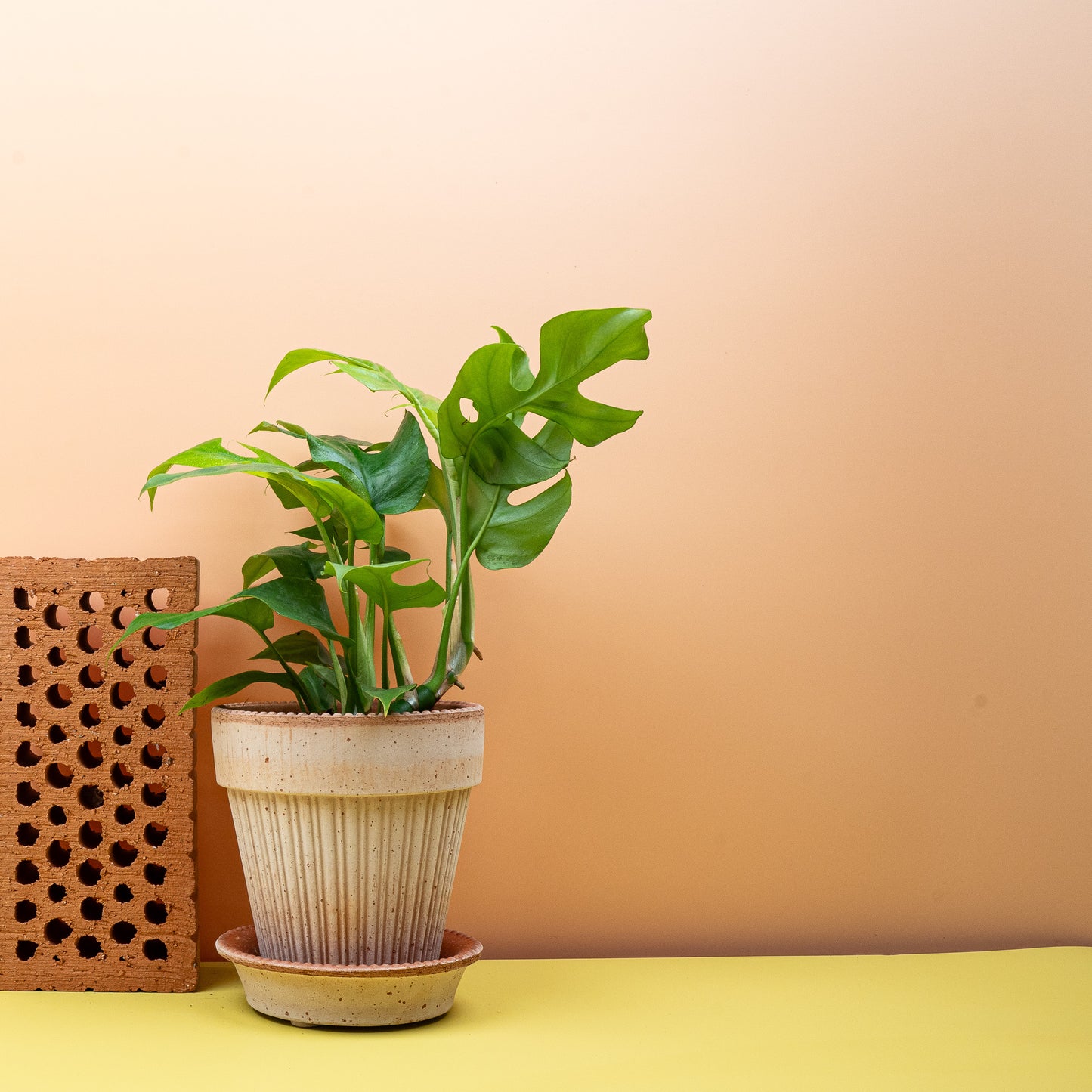 MONSTERA MINIMA online bestellen bei potflourri
