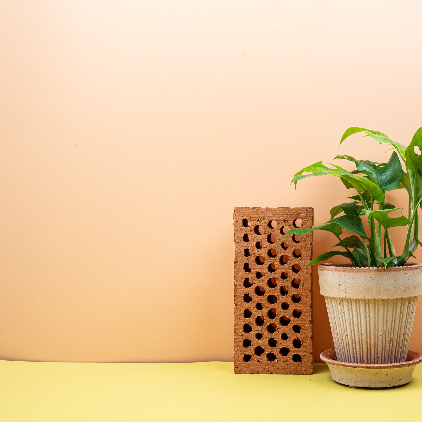 MONSTERA MINIMA online bestellen bei potflourri