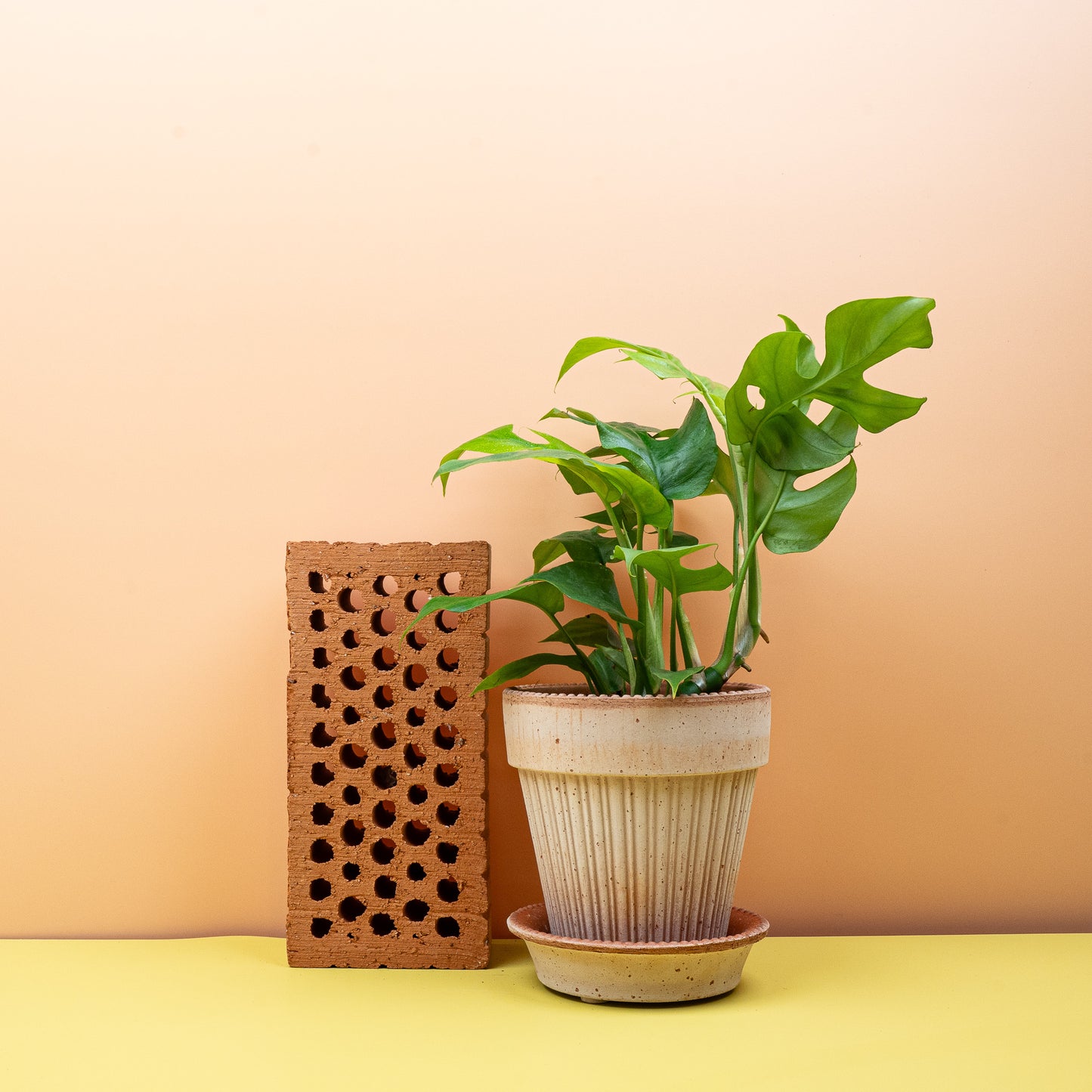 MONSTERA MINIMA online bestellen bei potflourri