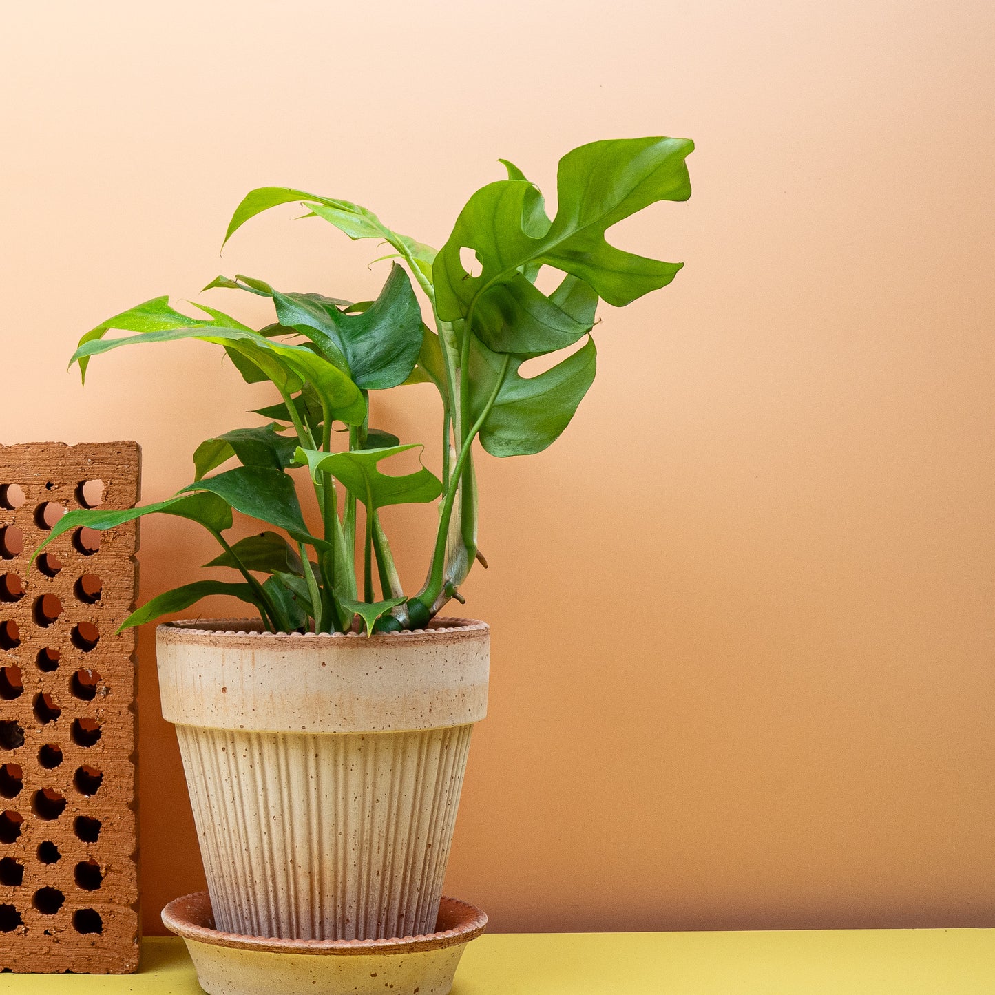 MONSTERA MINIMA online bestellen bei potflourri