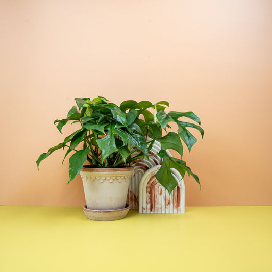 Monstera Minima – Zimmerpflanze mit glänzendem Grün – potflourri