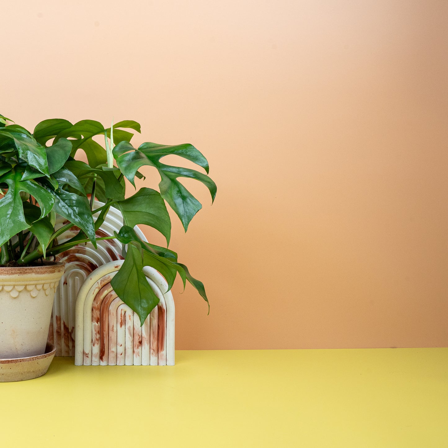 MONSTERA MINIMA online bestellen bei potflourri