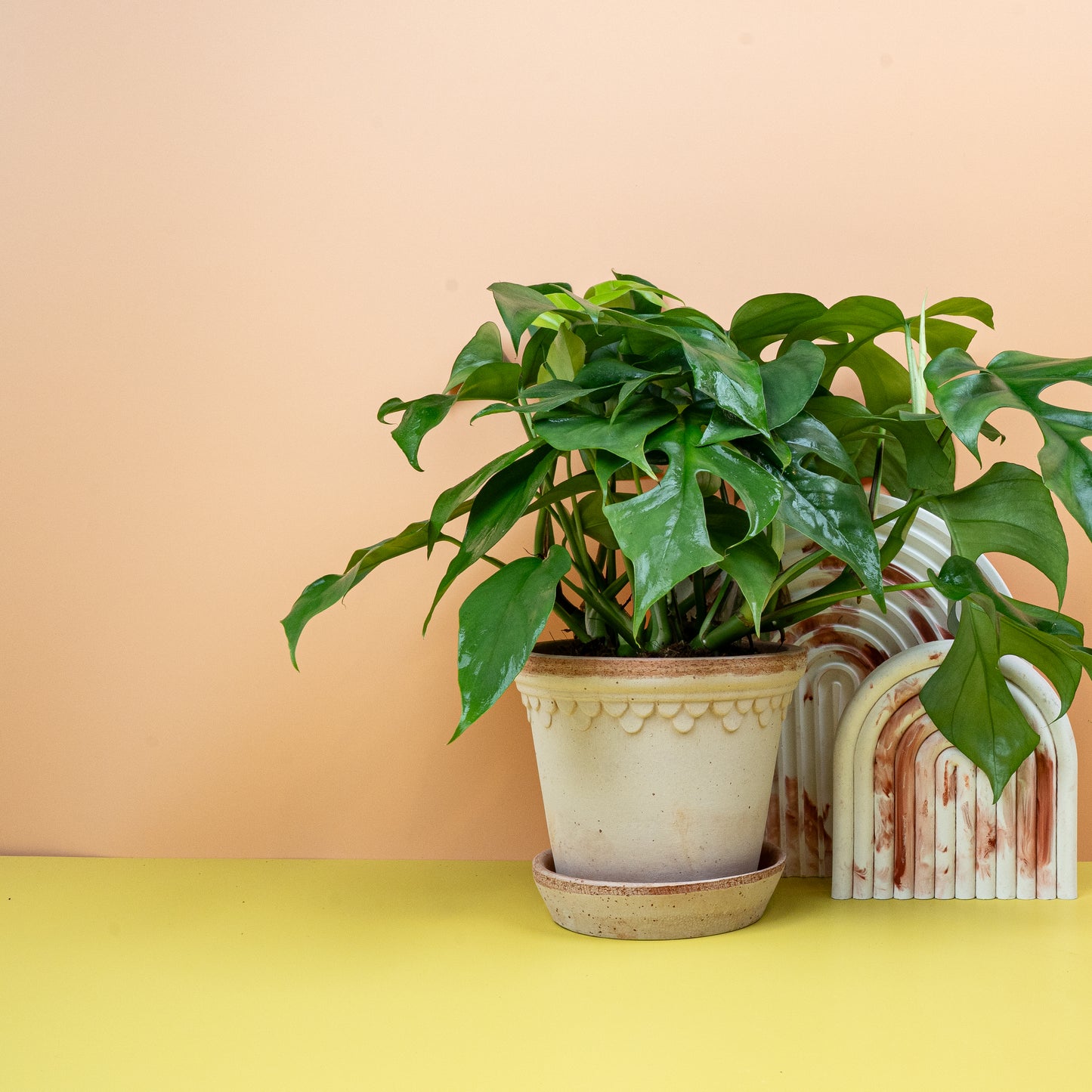 MONSTERA MINIMA online bestellen bei potflourri