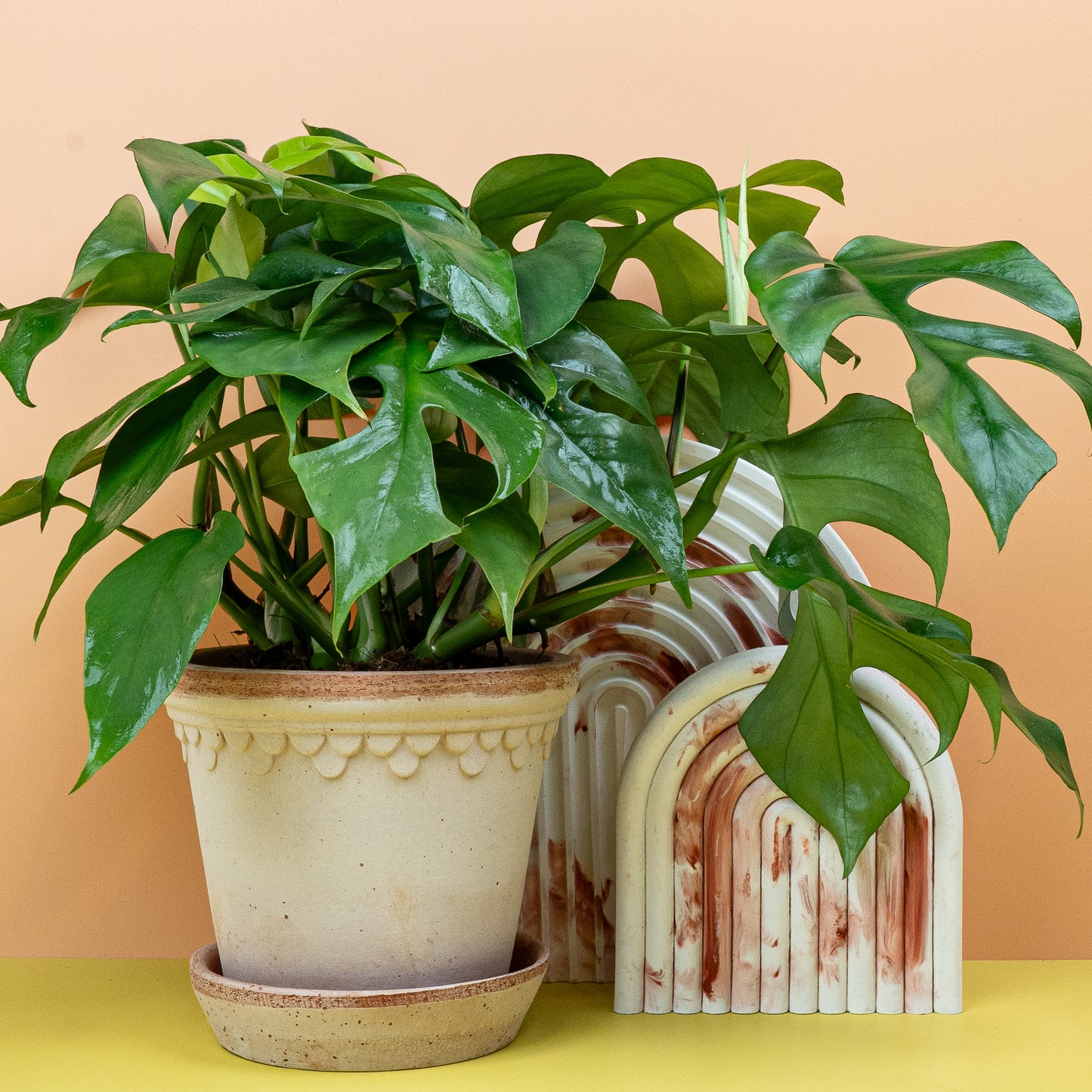 MONSTERA MINIMA online bestellen bei potflourri