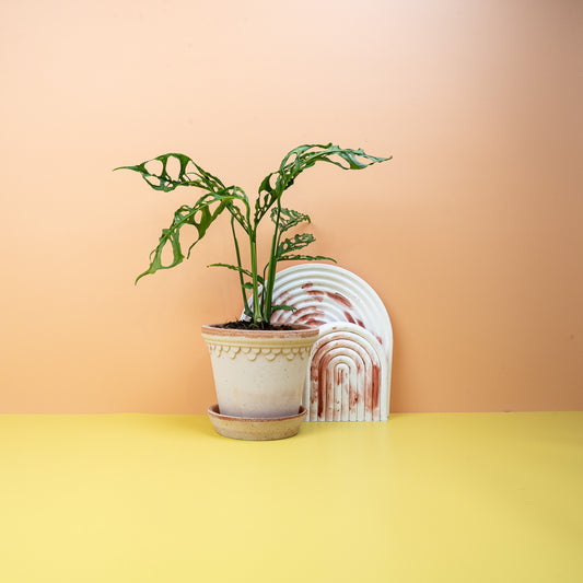 MONSTERA OBLIQUA PERU online bestellen bei potflourri