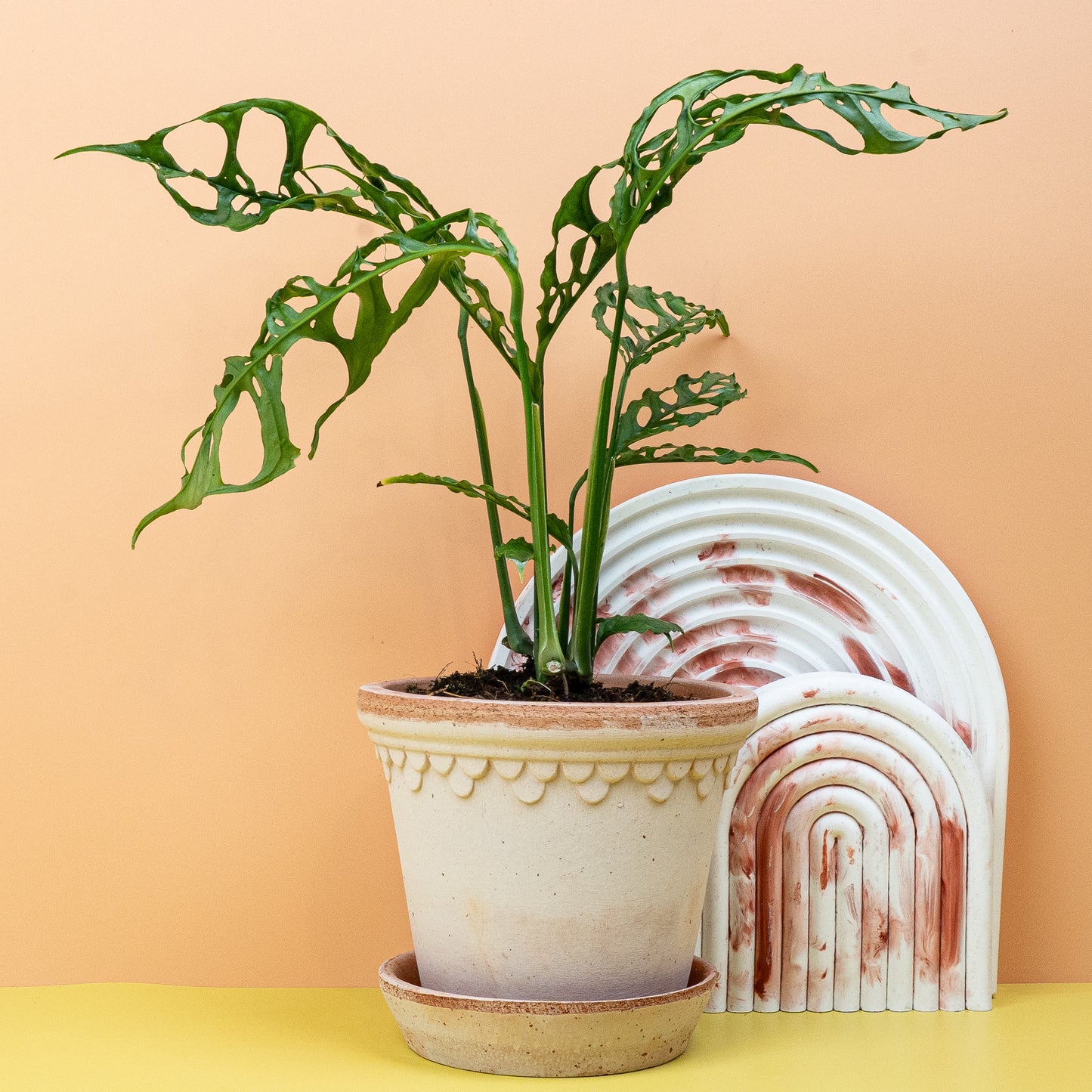 MONSTERA OBLIQUA PERU online bestellen bei potflourri