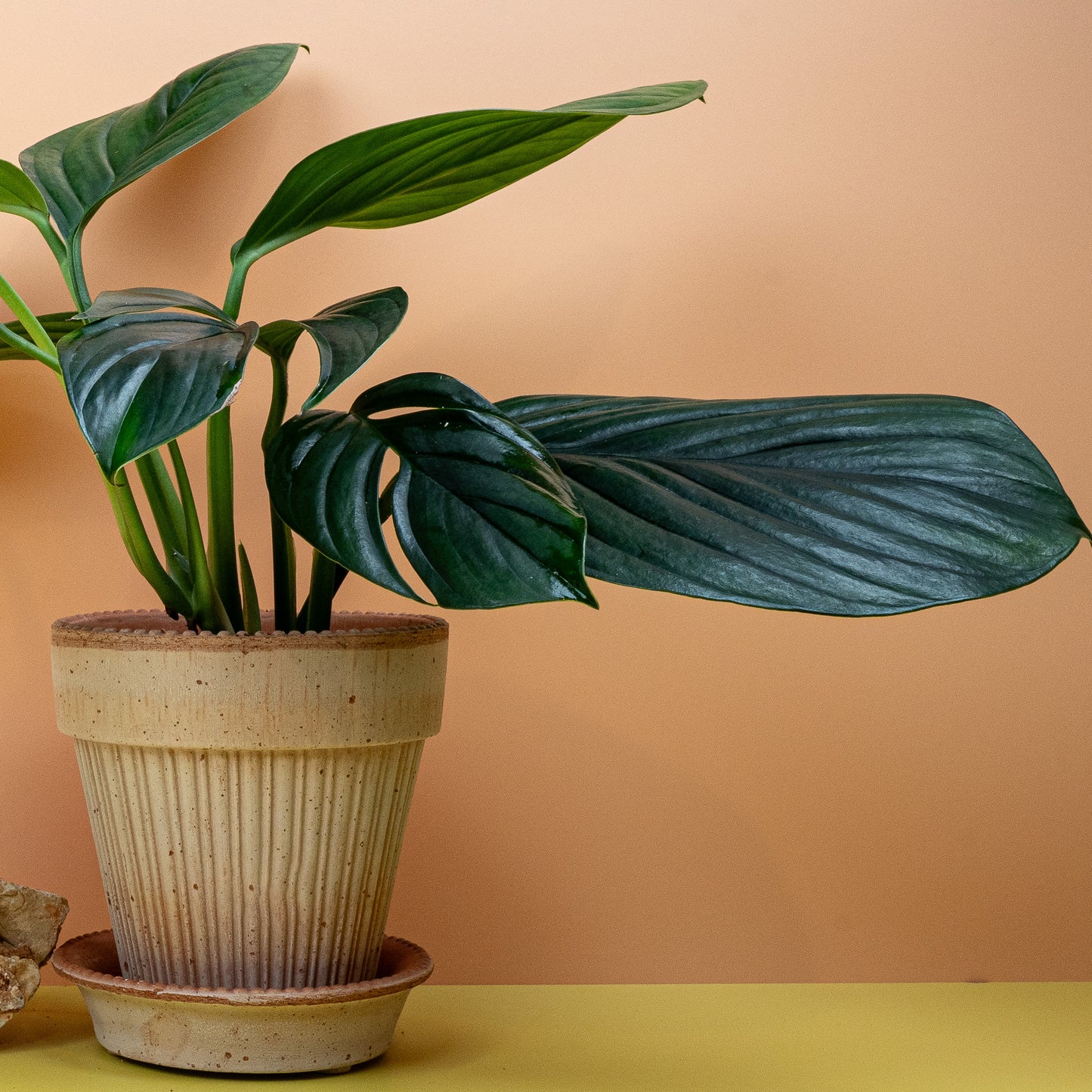 MONSTERA PINNATIPARTITA DARK online bestellen bei potflourri