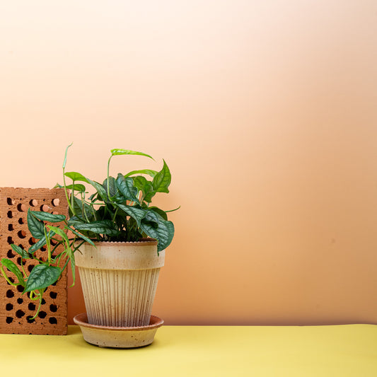 Monstera Siltepecana – Zimmerpflanze mit silbrigem Glanz – potflourri