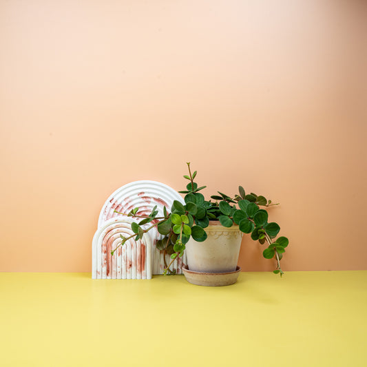 Peperomia Hope – Zwergpfeffer als Zimmerpflanze – potflourri