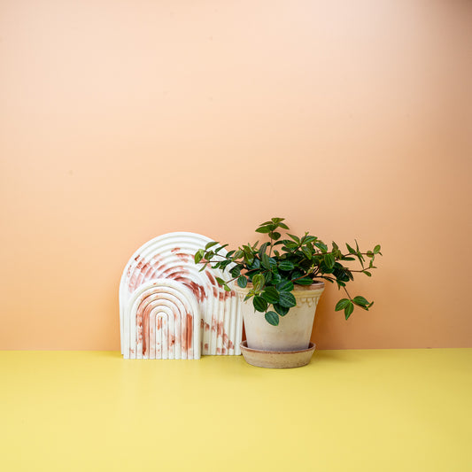 Peperomia Rocca Scuro – Zwergpfeffer mit dunkelgrünen Blättern – potflourri