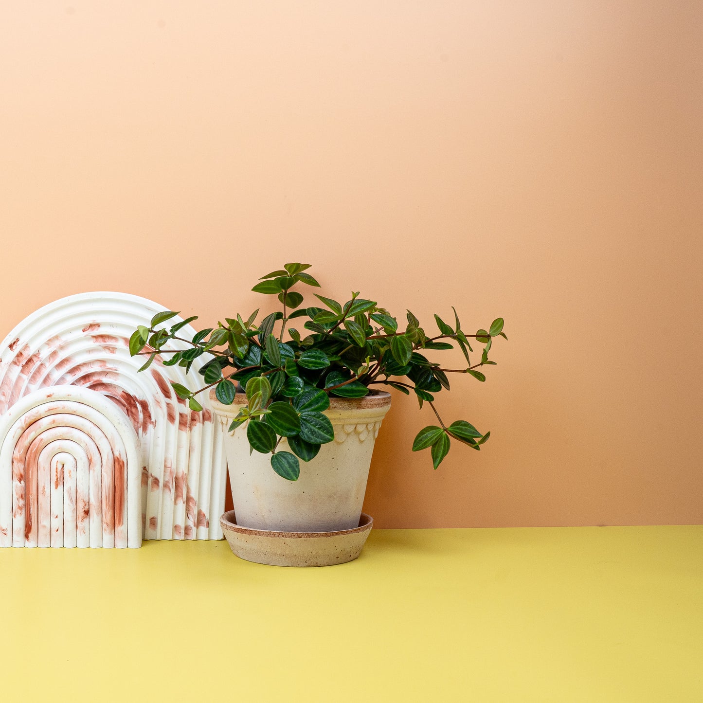 PEPEROMIA ROCCA SCURO online bestellen bei potflourri