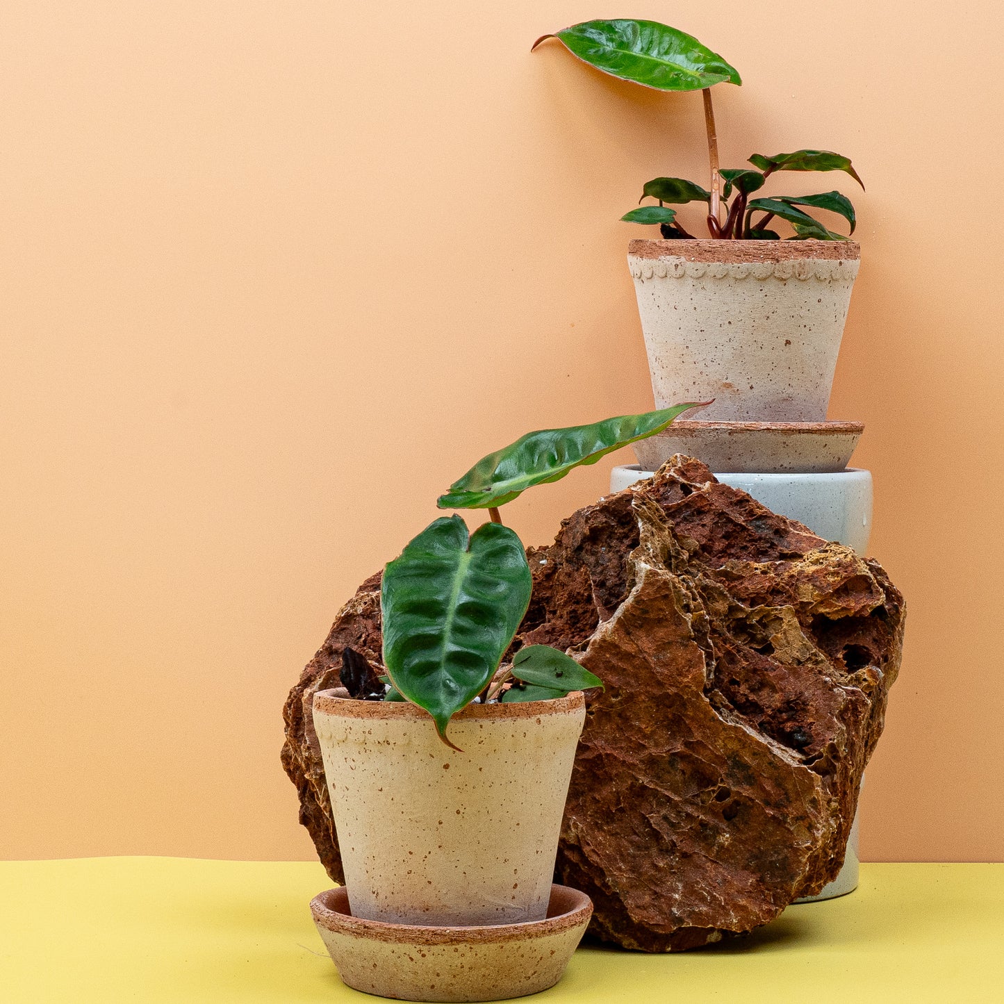 PHILODENDRON BILLIETIAE online bestellen bei potflourri