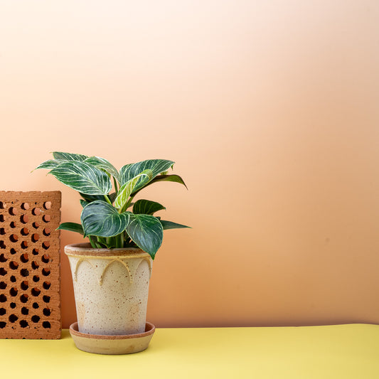 PHILODENDRON BIRKIN online bestellen bei potflourri