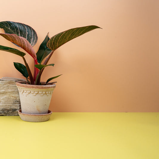 Philodendron Birkin Pink – Zimmerpflanze mit rosafarbenen Streifen – potflourri