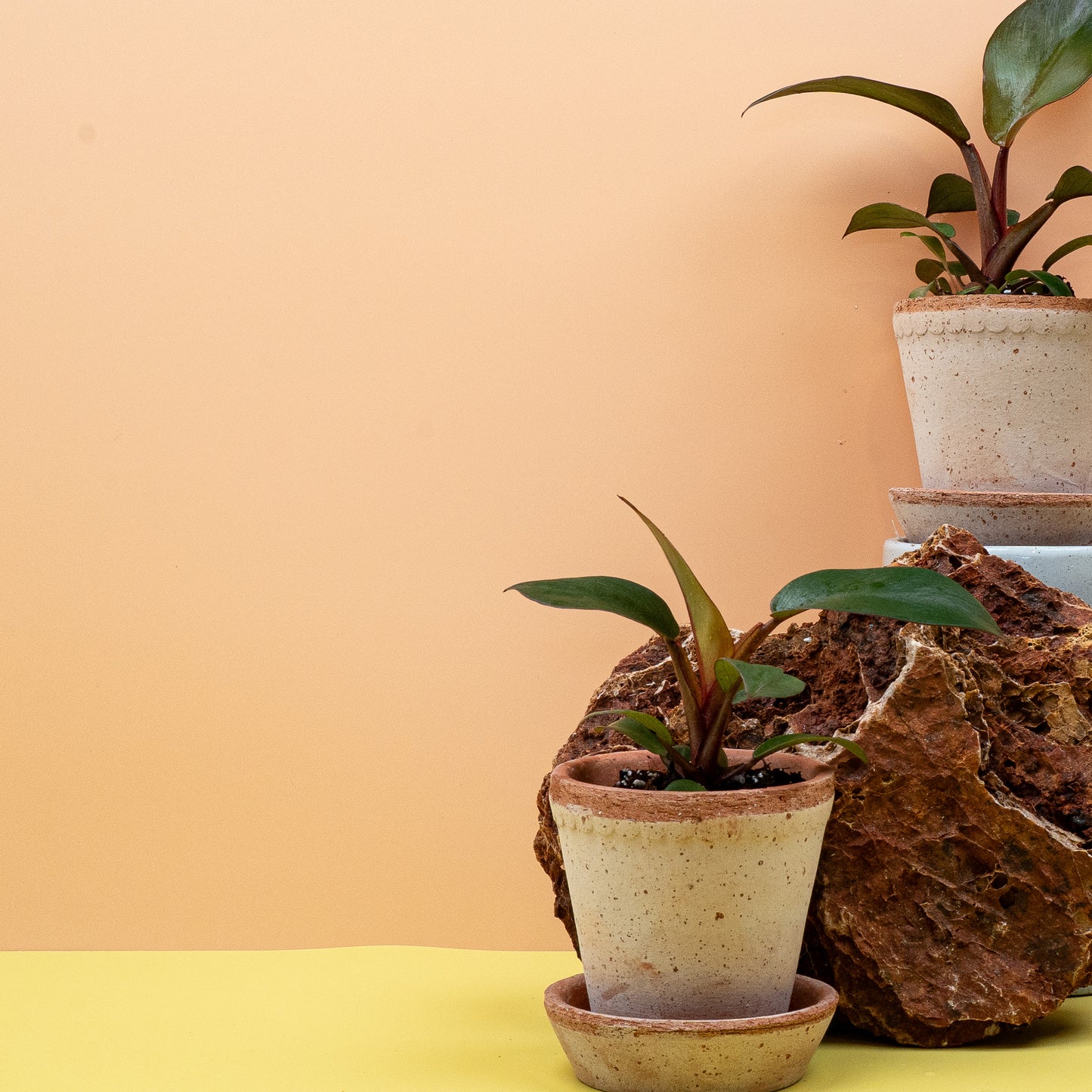 PHILODENDRON BLACK CARDINAL online bestellen bei potflourri