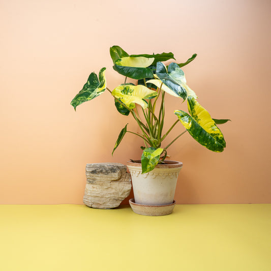 PHILODENDRON BURLE MARX VARIEGATA online bestellen bei potflourri