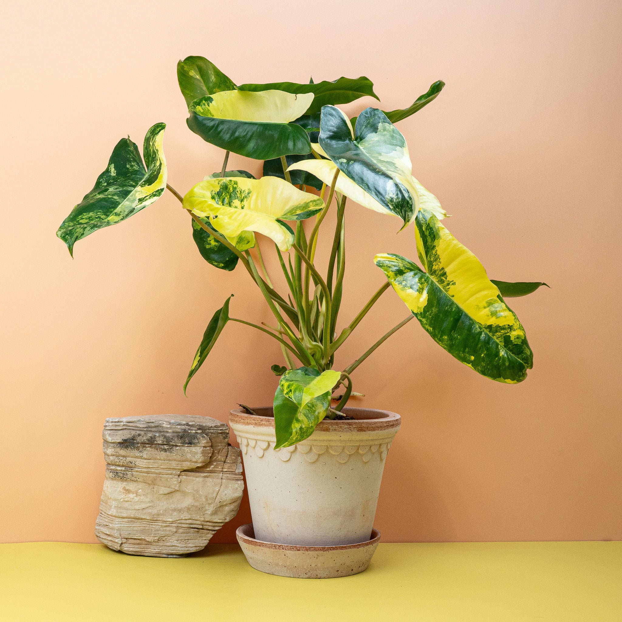 PHILODENDRON BURLE MARX VARIEGATA kaufen bei potflourri