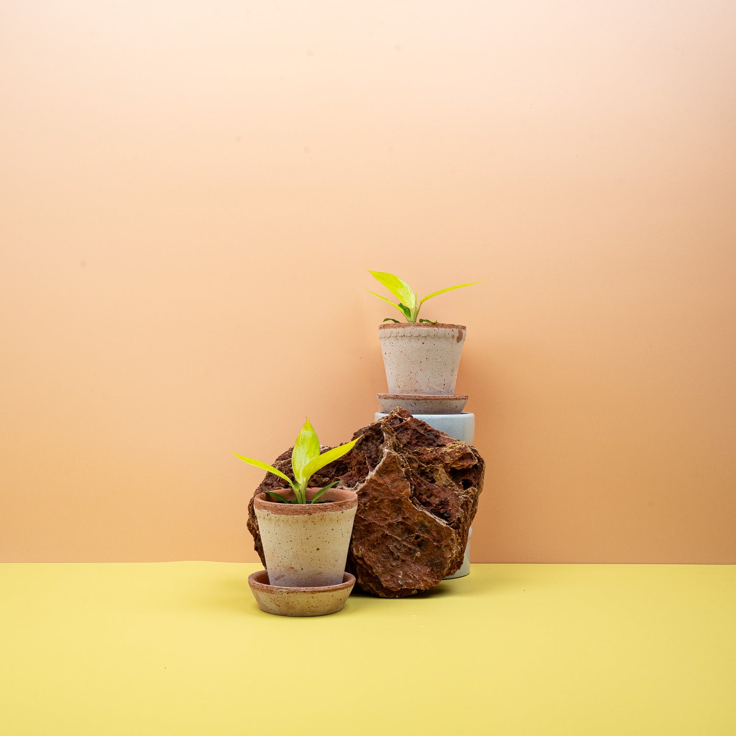 PHILODENDRON CALKINS GOLD online bestellen bei potflourri