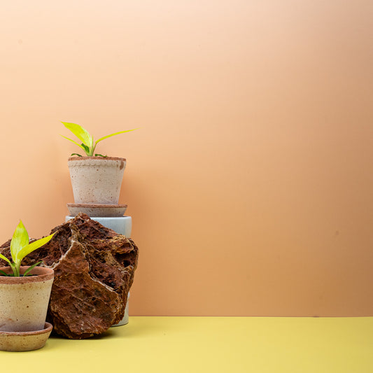 Philodendron Calkins Gold, gelbe marmorierte Blätter – potflourri
