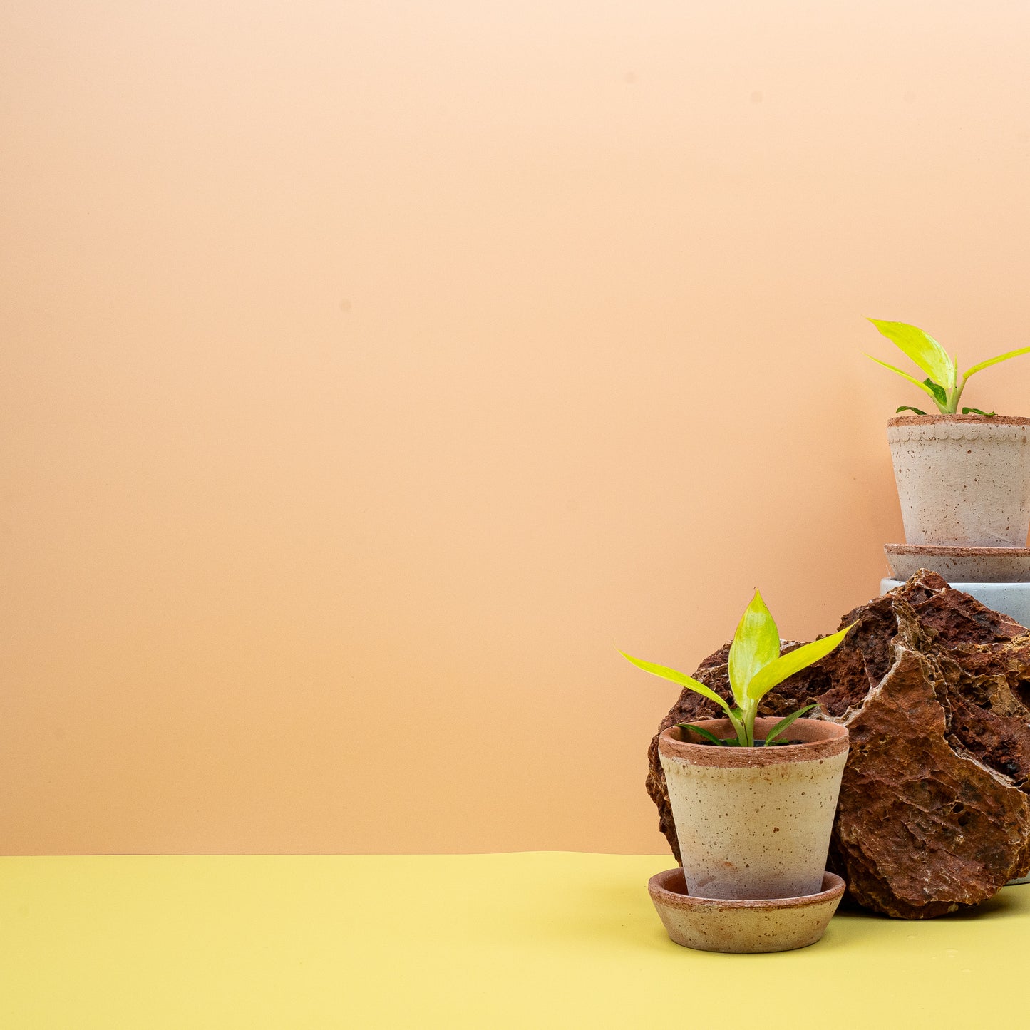 PHILODENDRON CALKINS GOLD online bestellen bei potflourri