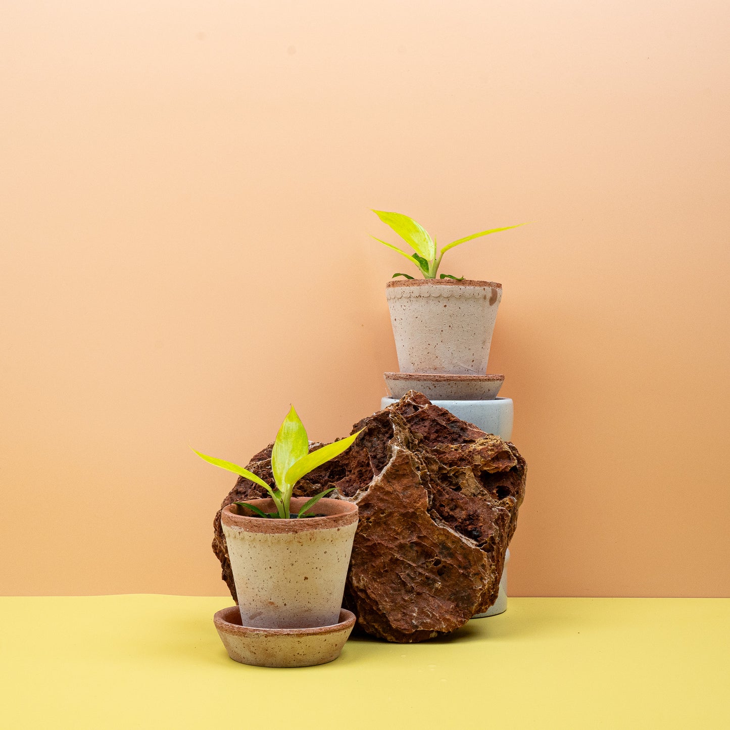 PHILODENDRON CALKINS GOLD online bestellen bei potflourri