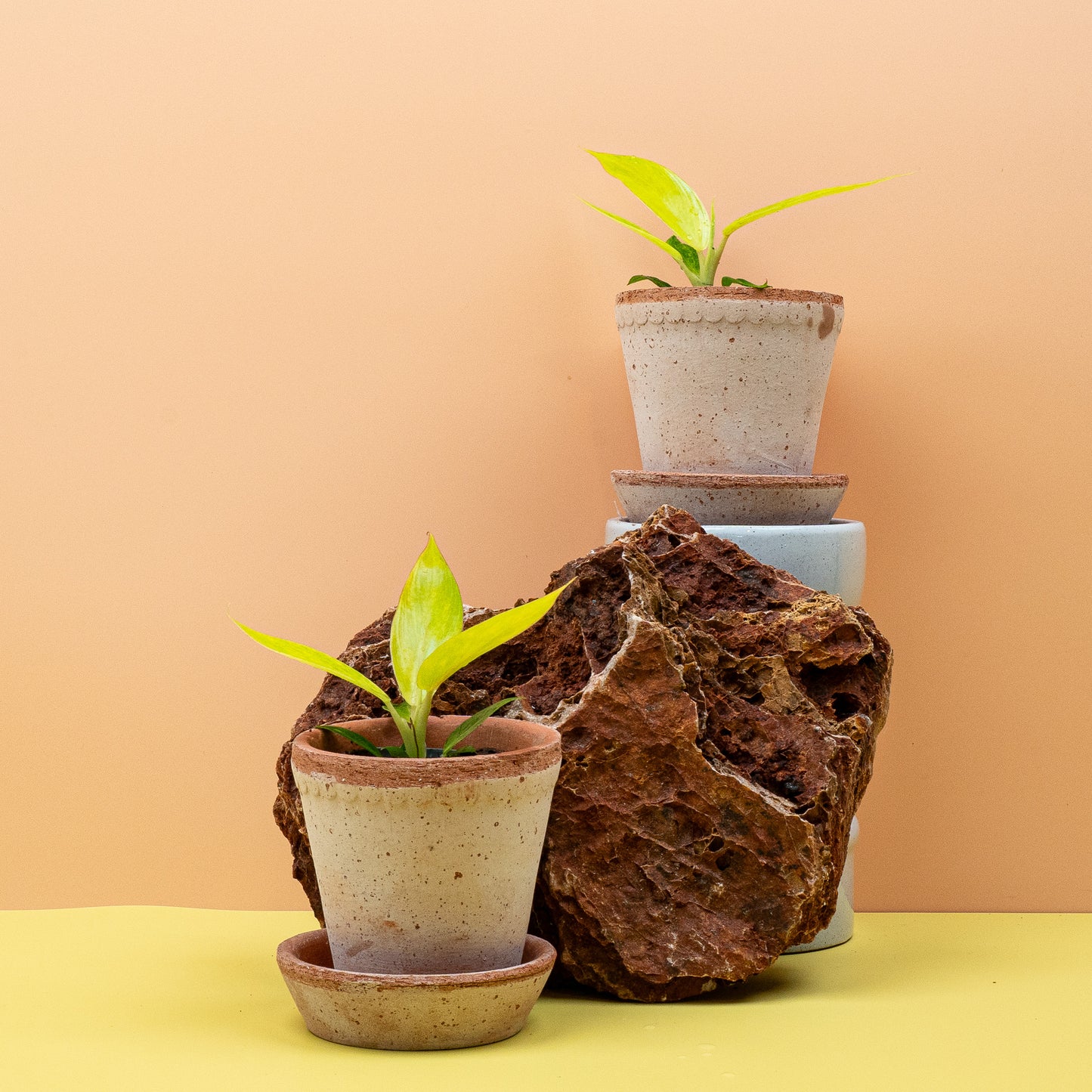 PHILODENDRON CALKINS GOLD online bestellen bei potflourri