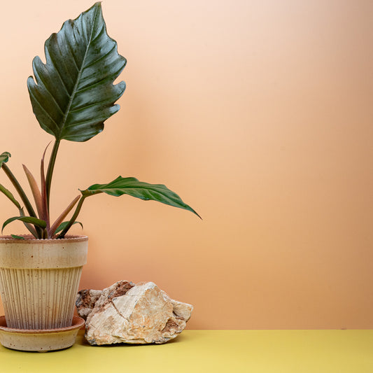 PHILODENDRON CARAMEL online bestellen bei potflourri