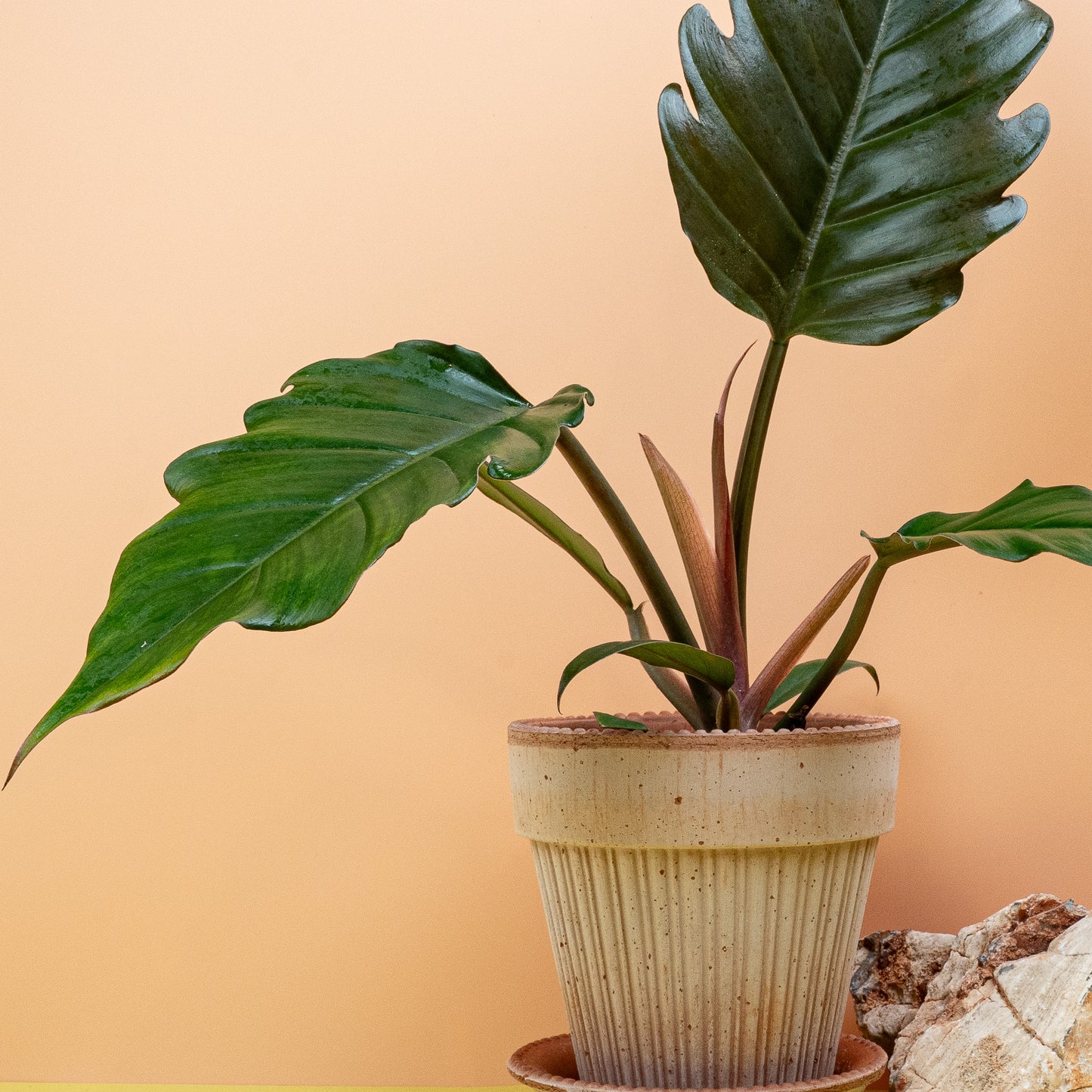 PHILODENDRON CARAMEL online bestellen bei potflourri