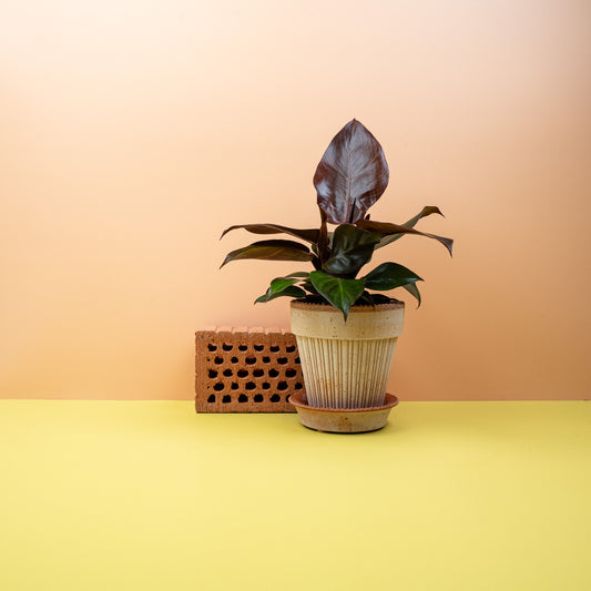 Philodendron Cherry Red, kirschrote Blätter – potflourri