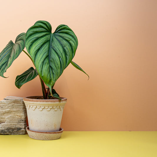 PHILODENDRON COLOMBIA online bestellen bei potflourri