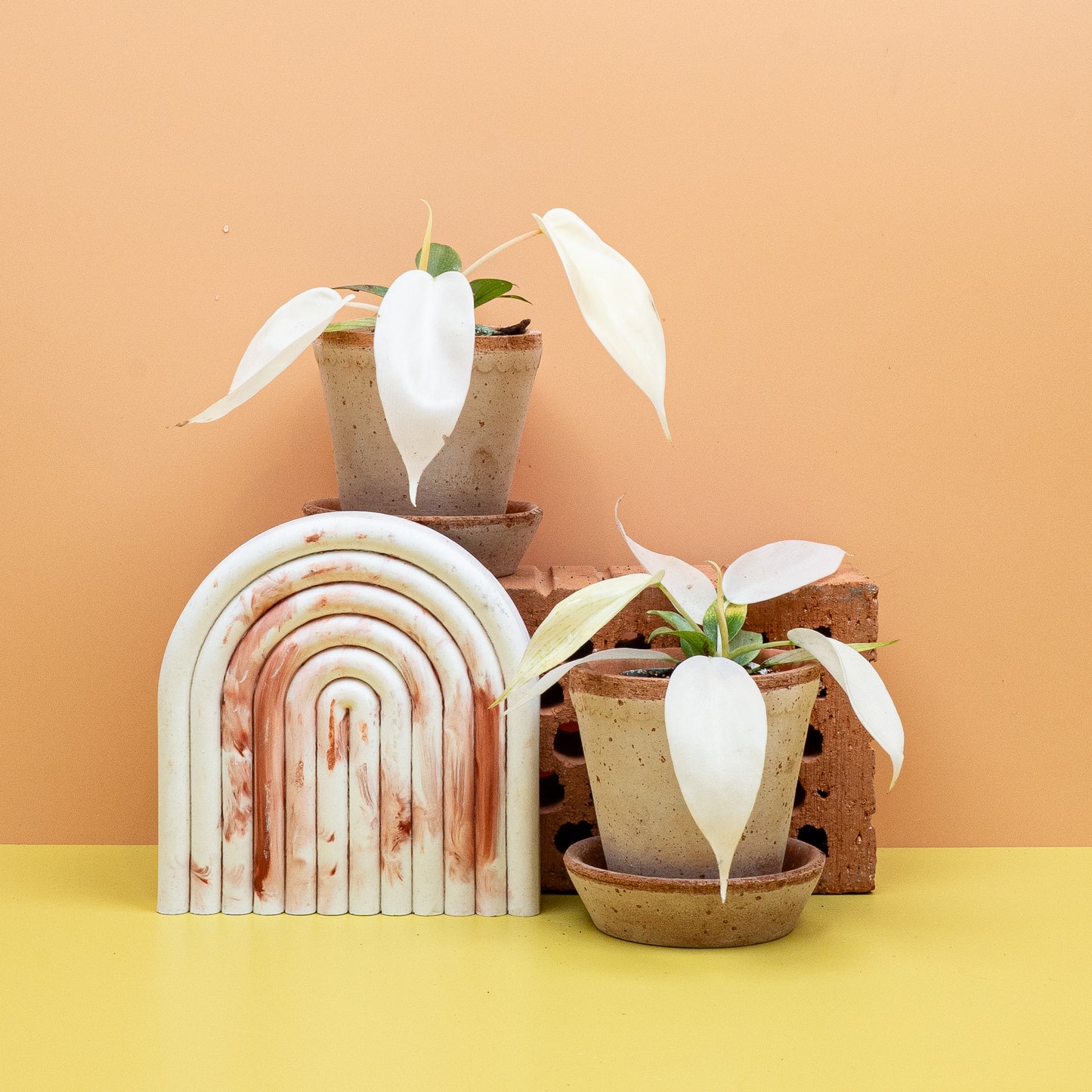 PHILODENDRON FLORIDA GHOST online bestellen bei potflourri