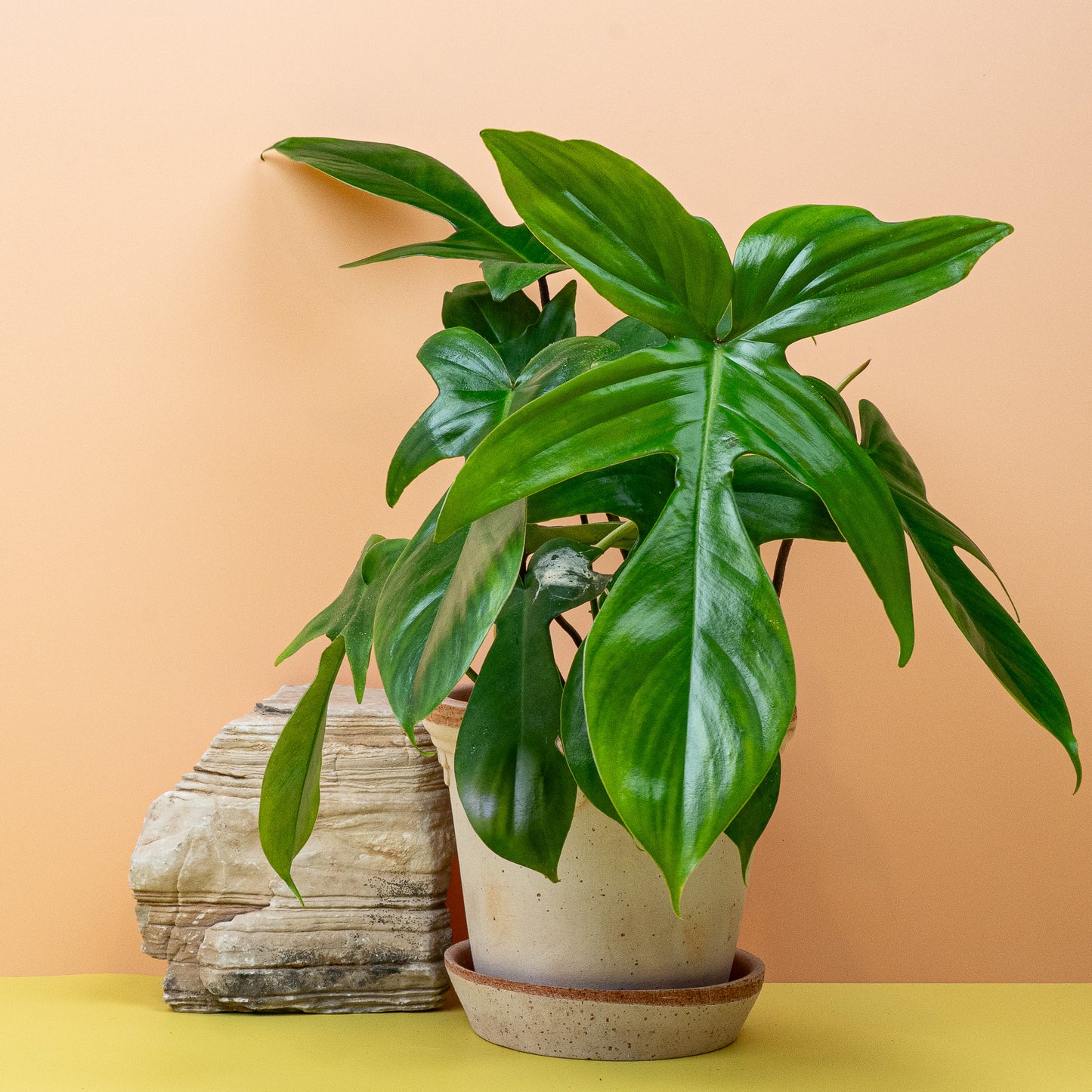 PHILODENDRON FLORIDA GREEN online bestellen bei potflourri