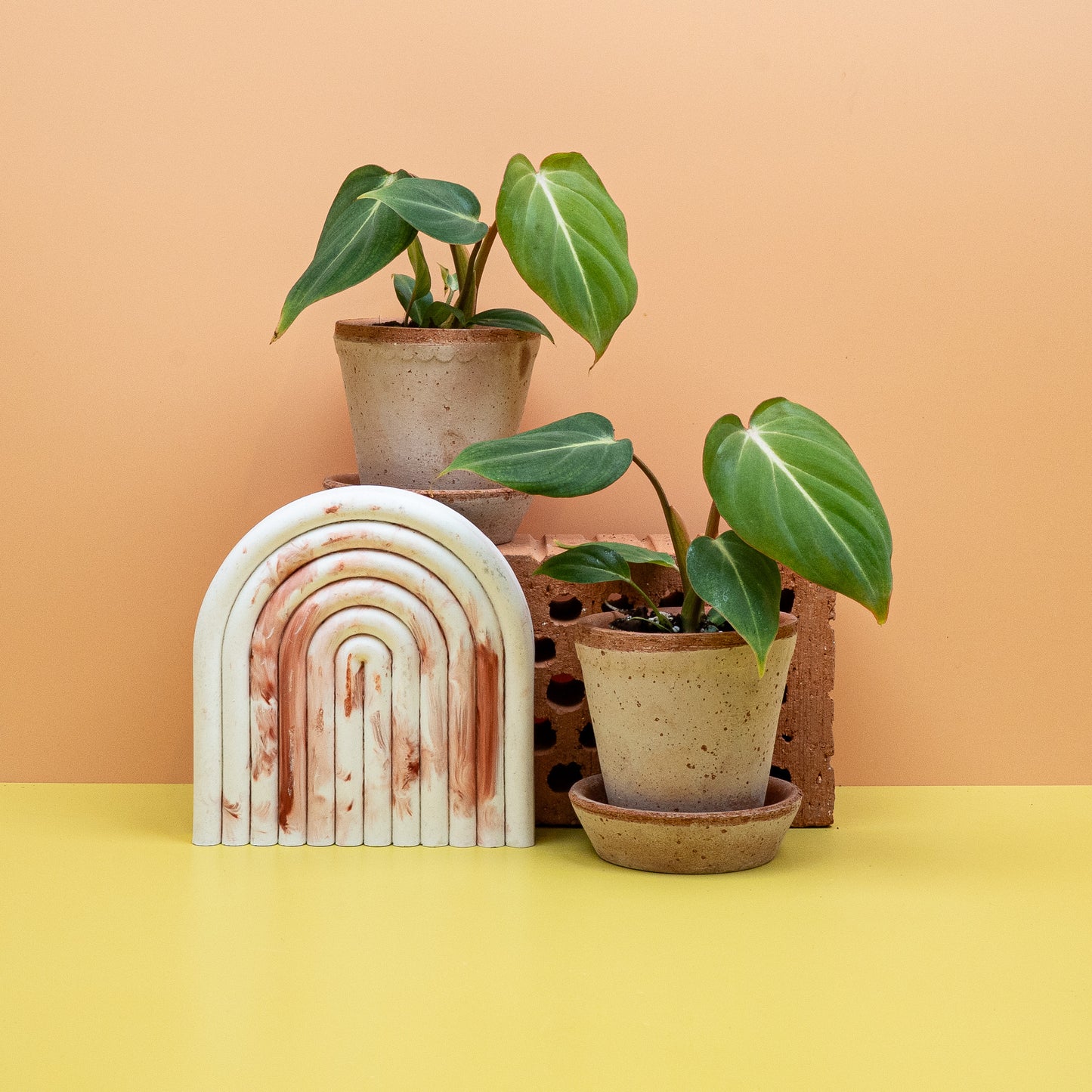 PHILODENDRON GLORIOSUM online bestellen bei potflourri