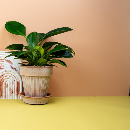 Philodendron Green Princess – Zimmerpflanze mit glänzenden Blättern – potflourri