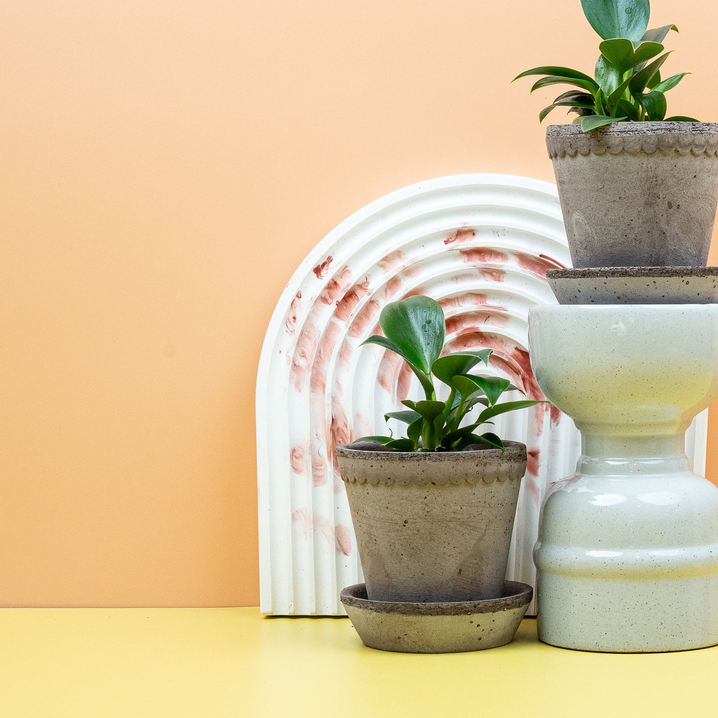 PHILODENDRON GREEN PRINCESS online bestellen bei potflourri