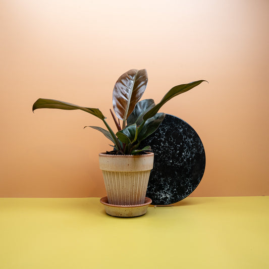 Philodendron Imperial Red mit rot-bronzenem Farbverlauf – potflourri