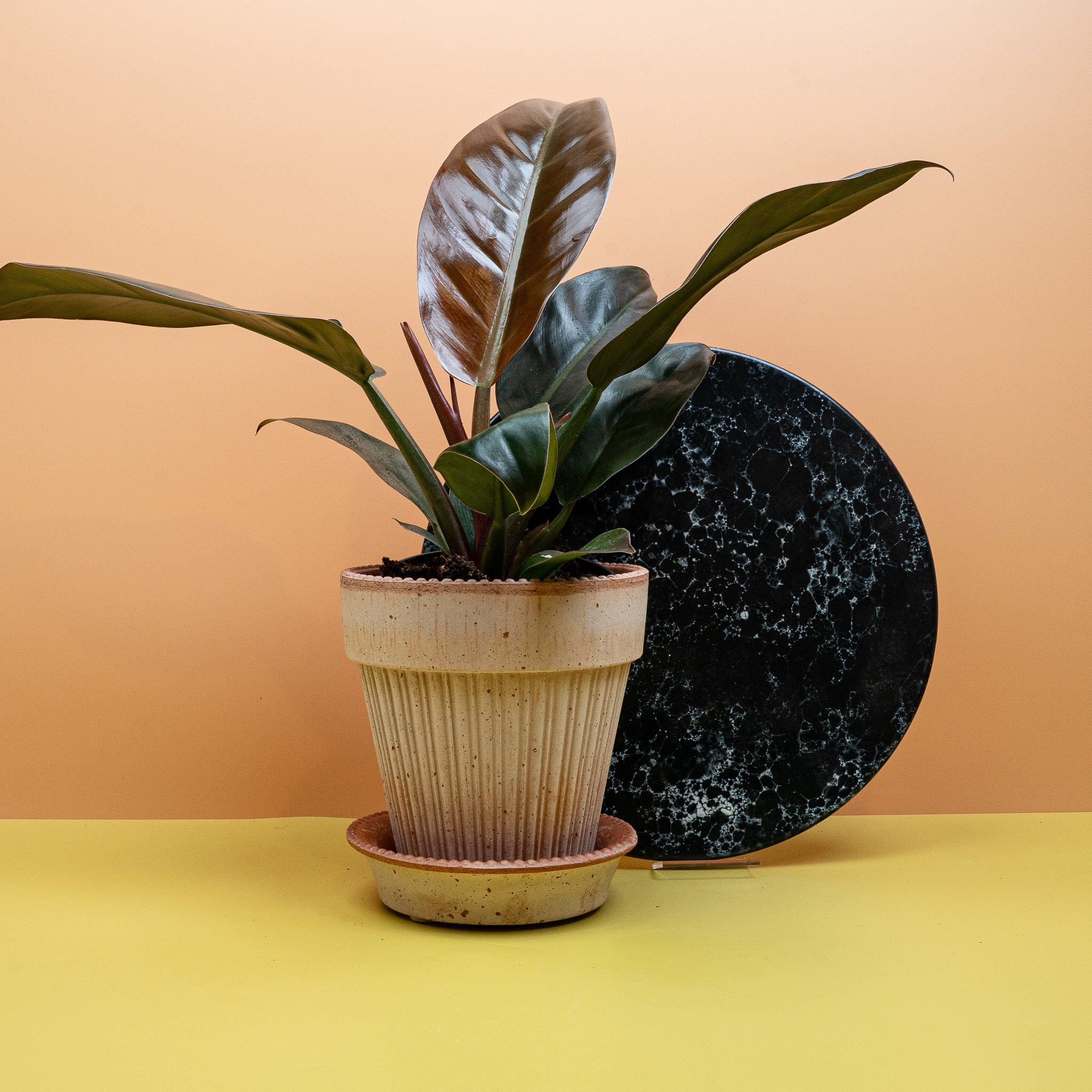 PHILODENDRON IMPERIAL RED online kaufen bei potflourri