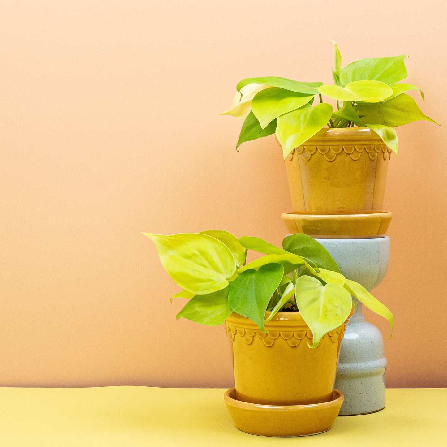 PHILODENDRON LEMON LIME online bestellen bei potflourri