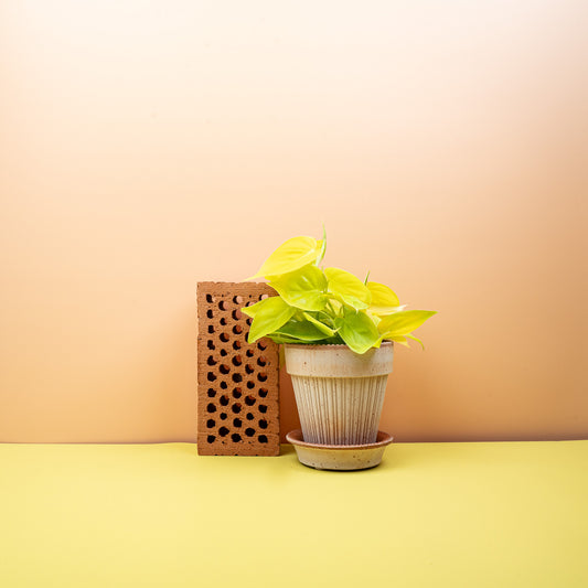 Philodendron Hederaceum Lemon Lime – neongelbe Zimmerpflanze – potflourri